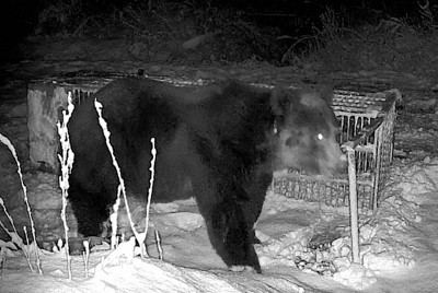＜1分で解説＞北海道苫前町で推定体重400キロ超のヒグマ出没