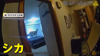 「警察だ！」住宅に予想外の“侵入者”「マジかよ」犯人はシカ！オフィスに不法侵入したリス！小さすぎて警察官も確保失敗