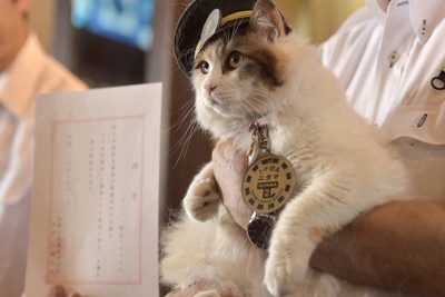 「ニタマ」、12月13日に貴志駅で社葬へ　和歌山電鉄2代目猫駅長
