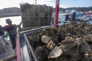 広島県のカキ被害、300億円　大量死、東京商工リサーチが調査