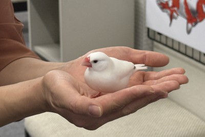 手乗りの「ぶんちゃん」会いに来て　愛知・弥富の文鳥　まもなく定年