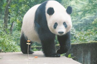 日本のパンダがゼロに？　シャオシャオとレイレイの返還期限まで3カ月　中国の専門家「世論を考慮すると…」