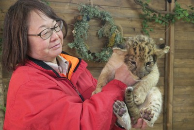 雄ライオンの赤ちゃん、6年ぶり誕生　よちよちと愛嬌いっぱい　山口