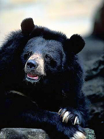 インドでもクマ被害、今年6人死亡　ヒマラヤの環境変化の影響か