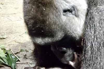 ニシゴリラの赤ちゃん、6年ぶりに誕生　公開日は未定　京都市動物園
