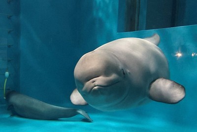 シロイルカの名前募集　現在は…アンナ子、アーリャ子　島根の水族館