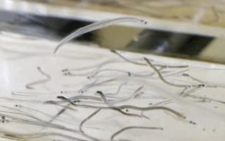 シラスウナギの取引透明化へ　記録義務付け、密漁阻止