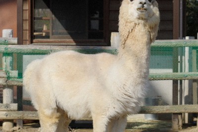 脱臼繰り返すアルパカ、放置すると命危うく　山口の動物園がCF