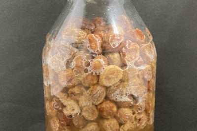 古代のワイン、天日干ししたレーズンから造られていた?　京大研究