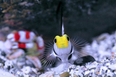 一緒にいる幸せ　ヒレナガネジリンボウとコトブキテッポウエビ