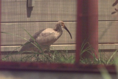 国内初の人工ふ化で生まれたトキ死ぬ　26歳、人間なら80歳以上