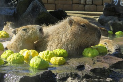 静岡・伊東の動物公園でカピバラの露天風呂　鬼ユズ浮かべ甘い香り