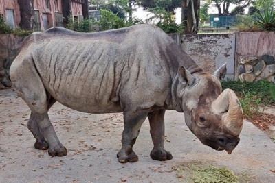 35歳のサイ「メトロ」老衰で死ぬ　1993年に来園　茨城・かみね動物園