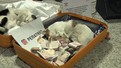 地下鉄の駅で演奏するアーティストの楽器ケースの中で音楽に聴き入るネコが話題に　トルコ・イスタンブール