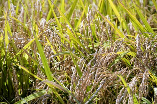 コメ平均価格4312円、2週ぶり値上がり　過去2番目に高い水準