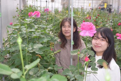 食べるバラを特産品に　近大院生が茶葉を加えないローズティー開発