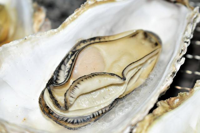 高水温・高塩分・酸素不足…瀬戸内海の養殖カキ大量死、なぜ起きた