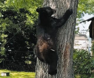 「クマ問題」アメリカも揺れている　「出没」増え襲撃事故も　駆除すれば解決、という話でもなさそうで…