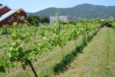 北海道・東北もワイン用ブドウの適地に?　温暖化影響、東北大が予測