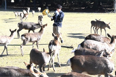 奈良・春日大社で「鹿寄せ」　ホルンの音色で集結　どんぐりにご満悦