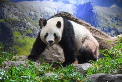 上野パンダのシャオシャオ、後ろ脚の毛が短く&hellip;　生え変わり?