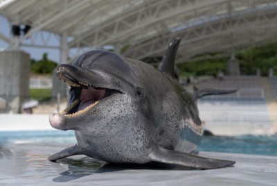 美ら海水族館のイルカ「オキちゃん」天寿全う　推定52歳、飼育最長