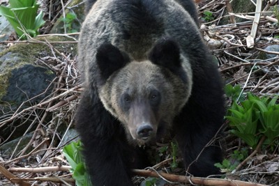 「クマ保険」第2弾　東京海上日動、営業停止の観光業などに損失補償