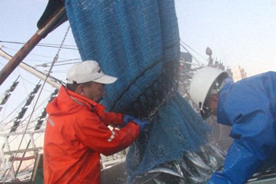 サンマ、7年ぶり6万トン超　水揚げ金額は200億円の大台乗る