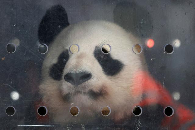 中国がフランスにパンダ2頭を貸し出しへ　習氏「新たな協力を展開」