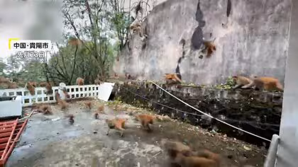 “サル軍団”エサ求めて市街地出没…コンビニや大学でやりたい放題の迷惑行為も「保護動物」で捕獲などできず　中国