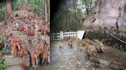 1000頭超“サル軍団”に…観光客の餌やりなどでサル急増　市街地にまで出没やりたい放題の迷惑行為も「保護動物」で手出しできず　中国