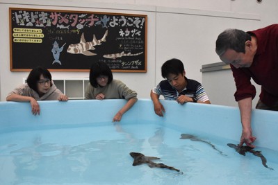 無くなる？変わる？「タッチプール」　水族館が模索するふれあい改革