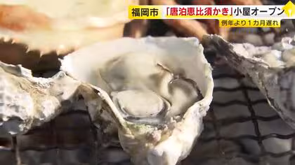 ブランド水産物「唐泊恵比須かき」小屋オープン　例年より１カ月遅れ　輸出用の高級カキも提供　福岡市西区