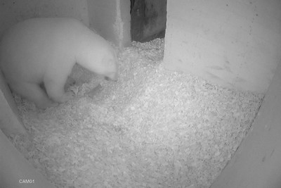 ホッキョクグマのモモ、赤ちゃんを出産　秋田・男鹿水族館GAO