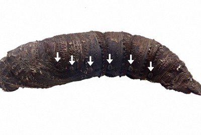 ガのさなぎ、ヘビの声まね?　空気噴出音で鳥などの捕食者威嚇か