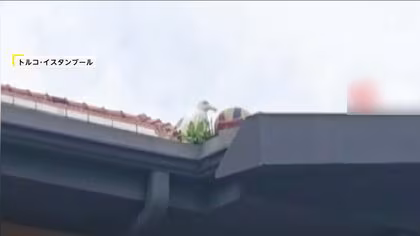 「ありがとう！」屋根上のバレーボールを取ってくれたのは…カモメ　“神トス”がSNSで話題　トルコ・イスタンブール