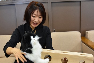大船渡山林火災の被災木を猫のおもちゃに　「新しい命吹き込みたい」