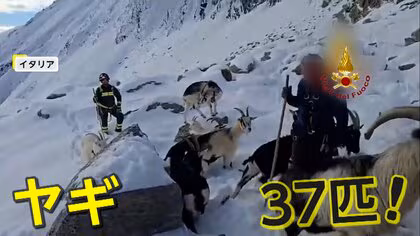 標高2500mの雪山でヤギ37匹遭難&hellip;数日間&ldquo;行方不明&rdquo;も健康状態は良好　地元消防隊が出動　麓の小屋に送り届ける　イタリア
