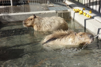 くつろぐ姿はまるで人間　冬の恒例「カピバラのお風呂」　愛知・豊橋