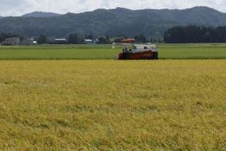 25年産米、67万トン超増加　10月時点と変わらず