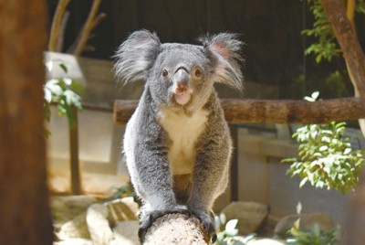 7歳のコアラ「ななみ」旅立つ　悪性リンパ腫　名古屋・東山動植物園