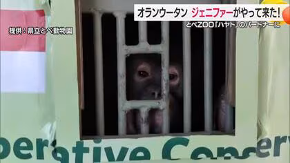 とべ動物園にインドネシアからオランウータン&ldquo;嫁入り&rdquo;到着「すごく頭良くかわいい」お見合いへ【愛媛】