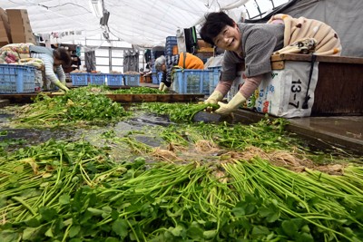 冬の味覚「堀込せり」が収穫最盛期　鍋や天ぷらがおすすめ　山形