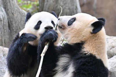 1月下旬は「予定の範囲内」と東京都　上野動物園のパンダ返還