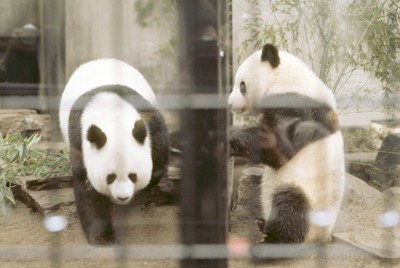 「いつかまた」　去りゆく「日中友好の象徴」に、あふれる寂しさ