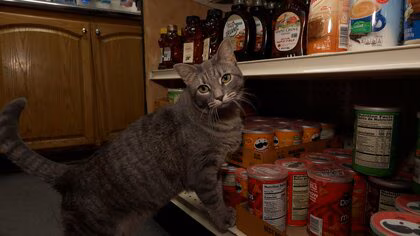 ニューヨークの&ldquo;看板ネコ&rdquo;条例違反から合法に？現在は食品扱う店に動物を置くことは禁止