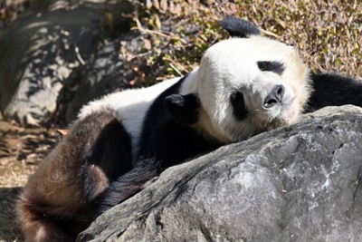 行列も&hellip;上野の双子パンダに姉妹「かわいかった」　返還発表一夜明け