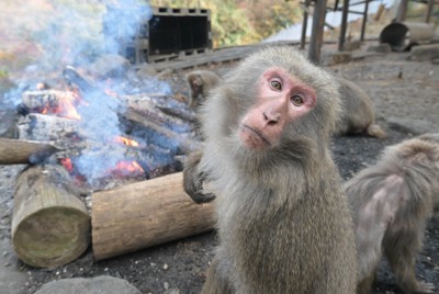 たき火を囲み、ヤクシマザルが暖を取る　日本モンキーセンター　愛知