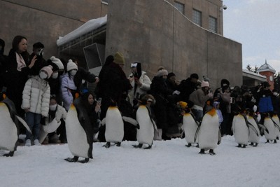 よちよち歩きに歓声　北海道・旭山動物園でペンギン散歩始まる