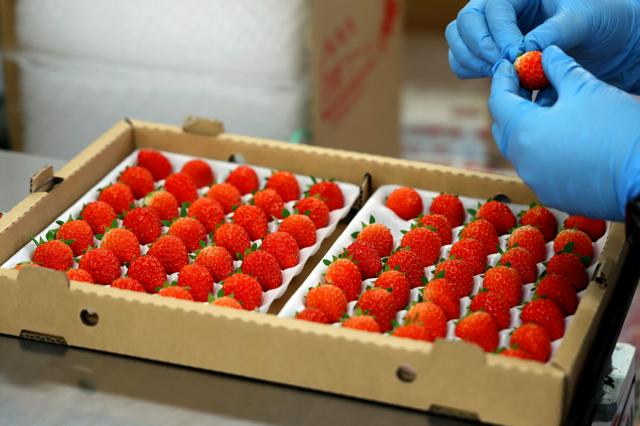 温度調整で赤くなれ　北海道でクリスマスケーキ彩るイチゴ出荷ピーク